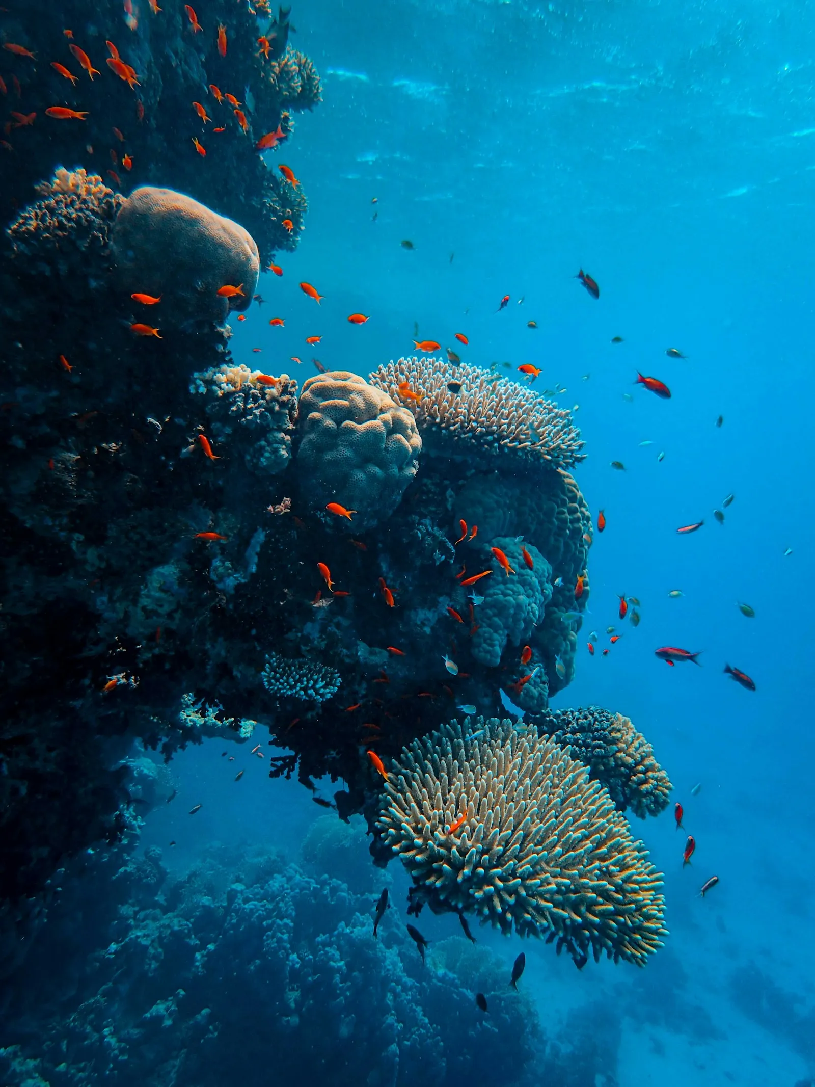 Kalkan-Kaş Scuba Diving — Two-tank dive day in the clearest water on the coast